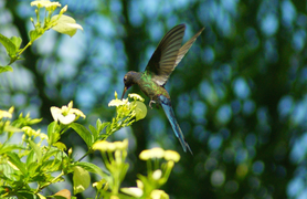 Clinical Symptoms of Breast Cancer